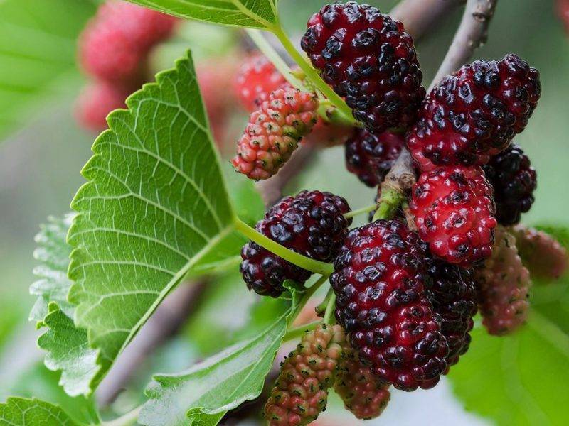 Шелковица купить саженцы из питомнике в Сибае