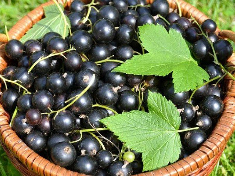 Смородина купить саженцы из питомника в Сибае