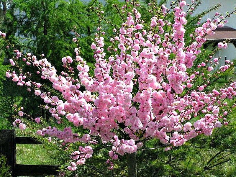 Миндаль купить саженцы из питомника в Сибае