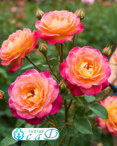 Роза "БЭБИ МАСКАРАД"