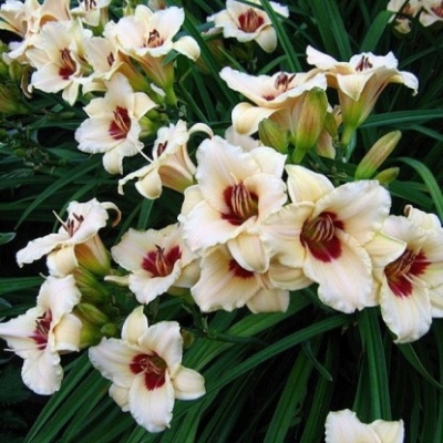 Лилейник "ПАНДОРА БОКС"