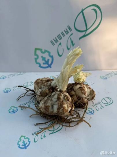 Лилия "ИНДИАНА" 3 штуки (размер 18/20)