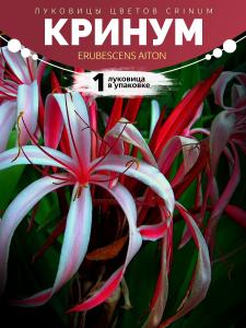 Crinum erubescens Aiton