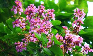 Лагерстрёмия индийская Lagerstroemia speciosa