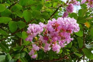 Лагерстрёмия индийская Lagerstroemia caudata