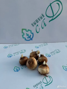 Крокус луковицы МИКС 25 шт.