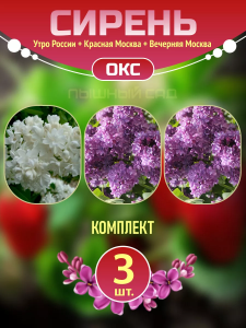 Саженцы лаванды Backhouse Purple Rosea и Nana Alba