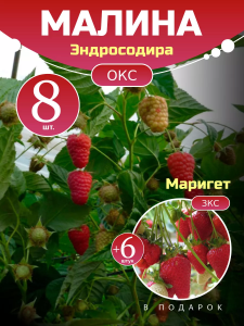 Малина Эндросодира комплект саженцев 8 шт + клубника Маригет