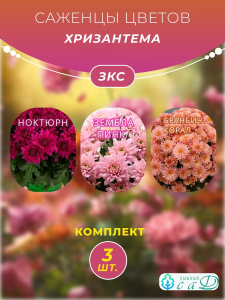 Хризантема Ноктюрн, Зембла Пинк, Бранбич Корал, 3 шт