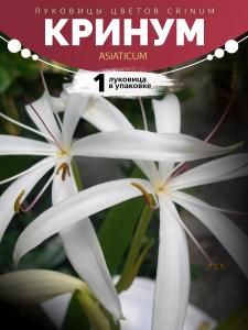 Кринум Asiaticum 1 луковица
