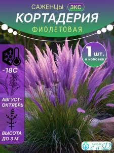 Кортадерия фиолетовая (пампасная трава) саженец Зкс