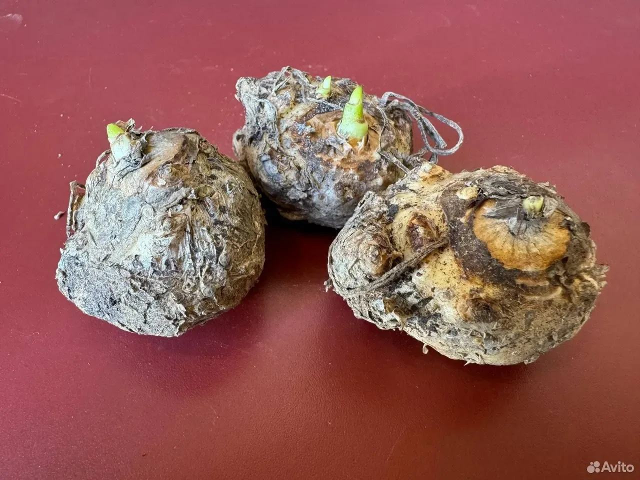 Калла клубни цветов Литл Джем 3 шт