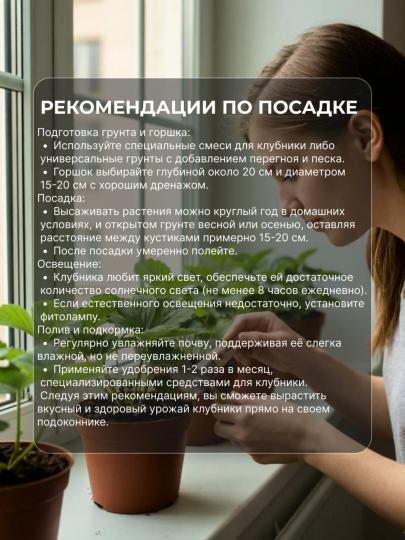 Клубника саженцы Королева Елизавета 2 для подоконника 6 шт