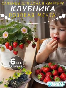 Клубника для подоконника Розовая мечта 6 Саженцев