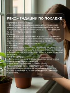 Саженцы клубники Гирлянда для подоконника 6 шт