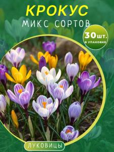 Крокус микс 30 штук