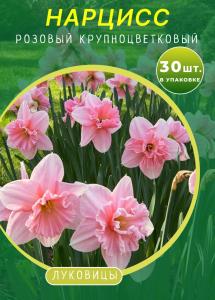 Нарцисс Розовый Крупноцветковый 30 штук