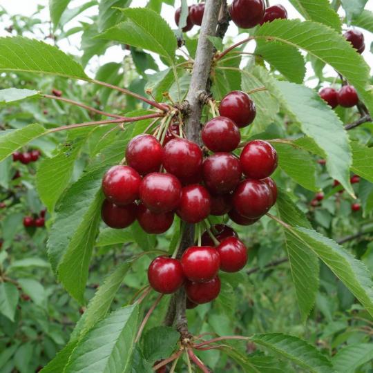 Вишня "ГРАДСКАЯ" среднего срока созревания