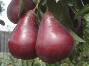 Груша "КАРМЕН"