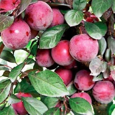Слива "ГОЛЛИВУД"