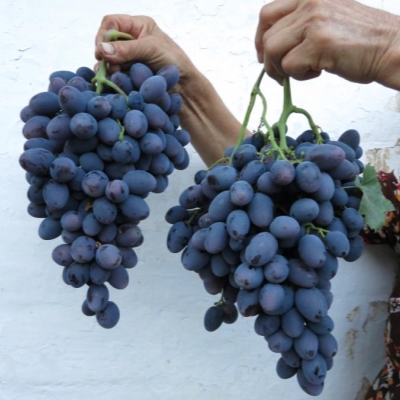 Виноград "ГАЛА"
